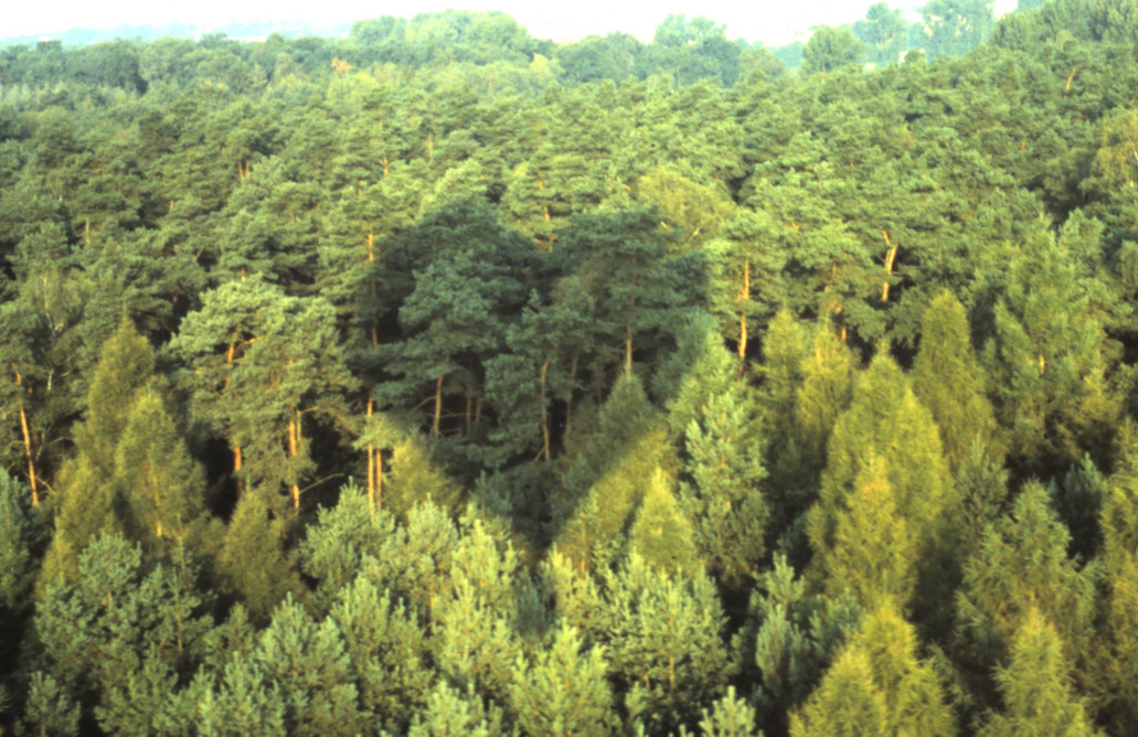 Der Schatten eines Heißluftballons formt ein Herz auf einem Wald